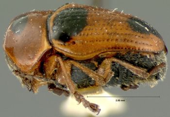 Media type: image; Entomology 9291   Aspect: habitus lateral view